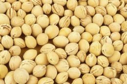 Kirschensteine 10 kg Karton